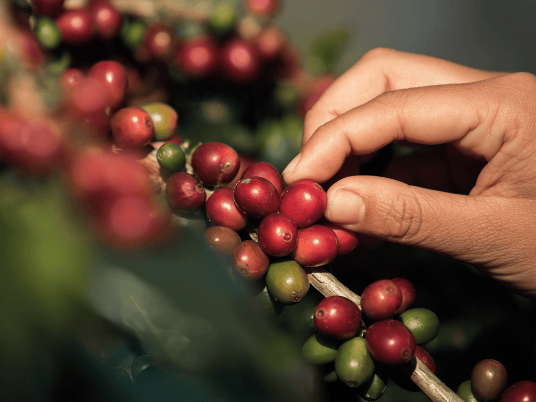 How Grow Ahead Makes a Difference - Peace Coffee