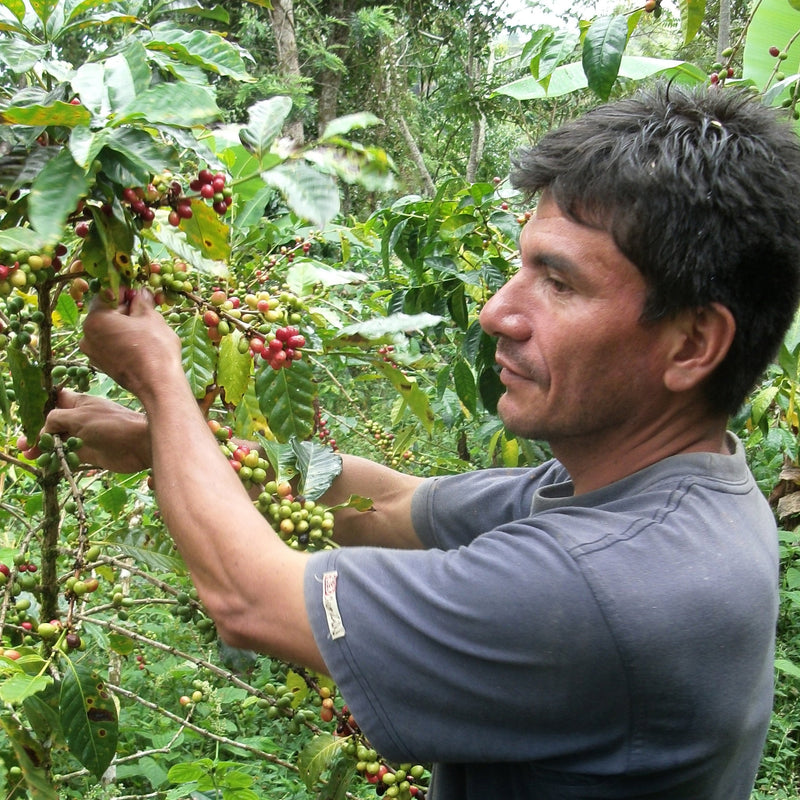 Co-op farmer hand picking ripe coffee cherries