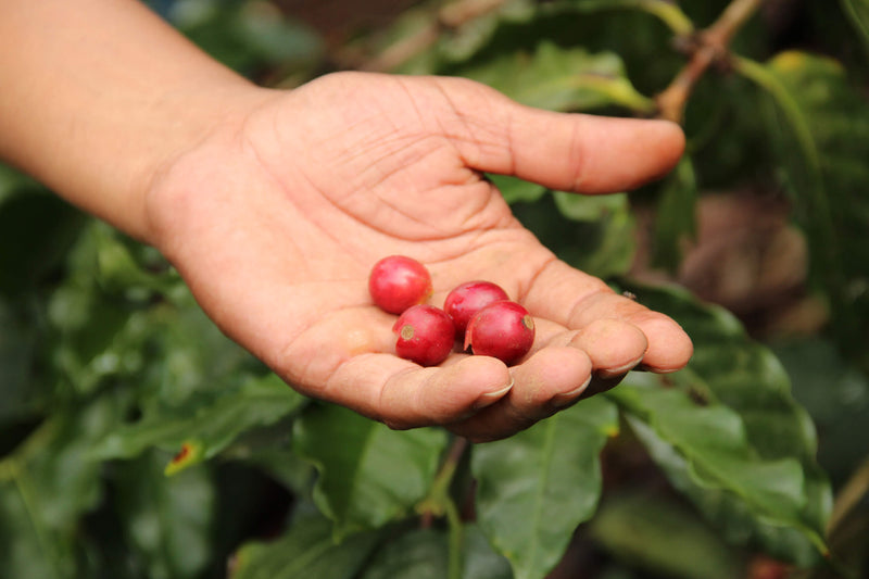 Handful of ripe organic coffee cherries